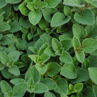 marjoram
