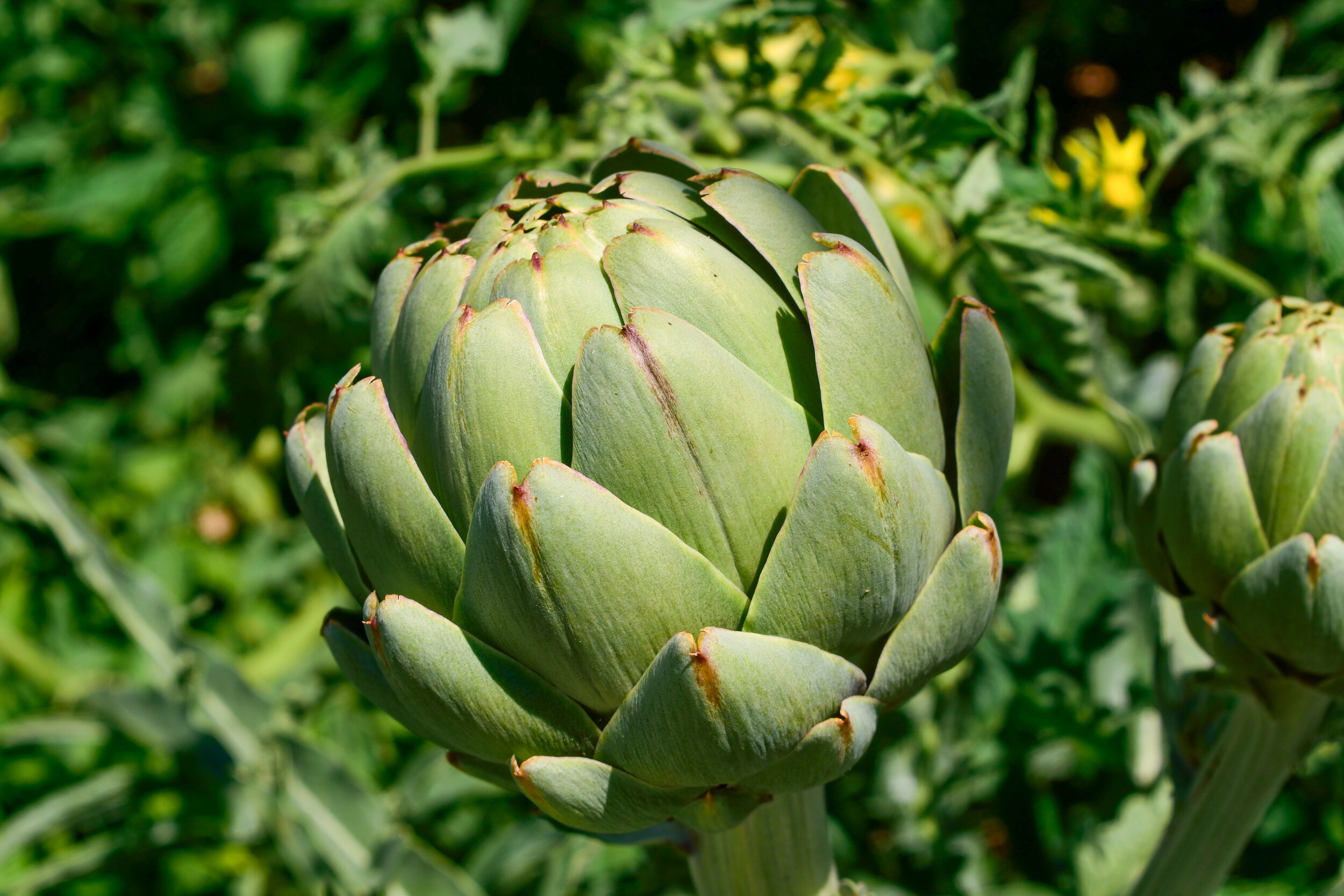 nicolas-brulois-zstyoYE1pX8-unsplash